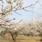 青谷梅林の梅まつり2015年の開花状況は？場所とアクセス方法