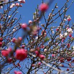 曽我梅林の梅まつりに行きませんか？開花状況は例年いつか調べましたよ。