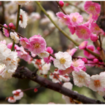 箕郷梅林みさと梅まつり2015年の開花状況。場所とアクセス方法