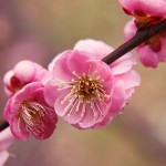 大倉山公園の梅まつり2015。梅林の開花状況と見どころは何？