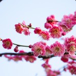池上梅園の開花状況は？2015年の見ごろとアクセス情報
