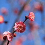 田浦 梅の里開花状況。2015年の見頃はいつ？アクセスと駐車場