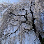 名古屋市農業センターしだれ梅まつり。2015年の開花状況と見ごろ