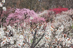 2015年の開花情報は？