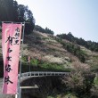 賀名生梅林とは？