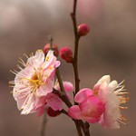 高尾梅郷の梅まつり2015年の開花状況は？見ごろはいつ？