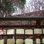 太宰府天満宮の梅見頃。2015年の開花状況と梅祭り最新情報