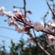 越生梅林とは？