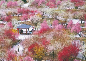 いなべ市の梅林公園で開催する梅まつりはとても混雑しています。