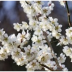 百草園の梅まつり2015。開花状況と見どころ。駐車場はある？