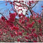 七折の梅まつりに行こう。2015梅園の開花状況と見どころ