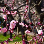 修善寺の梅まつり2015に行こう！梅林の開花状況と見どころ