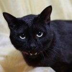 猫の抜け毛時期の対策。病気の可能性は？おすすめブラシはコレ