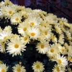 お墓参りの花はどんな種類がいい？値段の目安。マナーと選び方