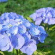 hydrangea_kamakura_eyecatch