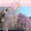 角館桜開花予想と桜まつり2016。見頃の時期は？駐車場と混雑状況