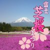 富士芝桜まつり2016。見頃と開花状況は？渋滞と駐車場の混雑情報