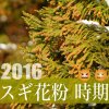 2016年スギ花粉の時期。ピークはいつまで？杉花粉の終わり期間