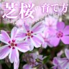 芝桜の育て方・増やし方。植える時期と正しい植え方とは？