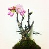 桜盆栽の育て方と手入れ方法。初心者にもできる剪定と植え替え