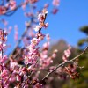 水戸偕楽園の梅まつり2015年。見頃と開花状況は？