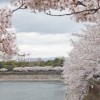 大阪城公園の桜を見に行こう！2015開花予想。お花見イベント情報