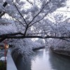目黒川の桜まつり2015。お花見クルーズ、ライトアップほか見どころ