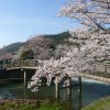 京都の桜2015開花予想と満開時期。穴場の名所はどこにある？