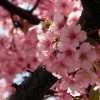 三浦海岸の河津桜2015開花情報。場所はどこ？駐車場はある？