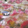 いなべ市梅林公園梅まつり2015年の開花状況。渋滞や混雑情報