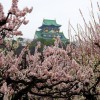 大阪城の梅林公園。2015年の開花状況。見ごろとアクセス情報