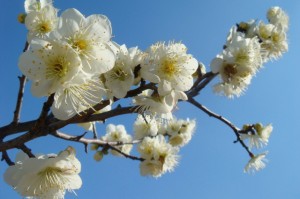 misato_ume_fes_003