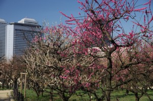 osaka_ume_003