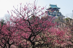 osaka_ume_005