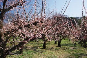osaka_ume_006