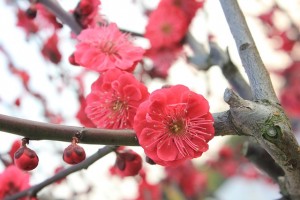osaka_ume_007