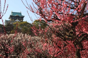 osaka_ume_008