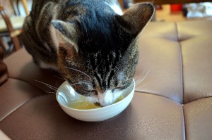 cat_heat_measure_001