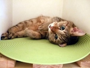 cat_heat_measure_002