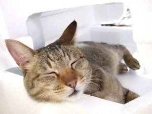 cat_heat_measure_003