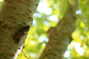 セミの寿命はどれくらい？成虫が短い理由とは？