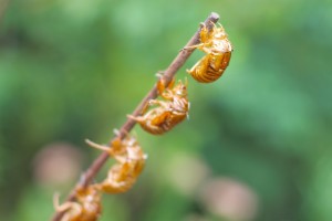 cicada_002