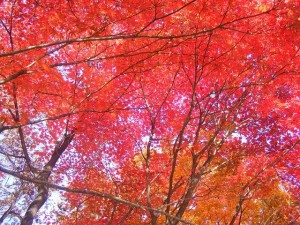 kyoto_autumn_leaves_2015_003