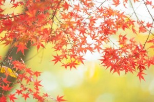 takaosan_autumn_leaves_2015_002