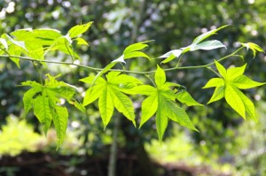 hay_fever_012