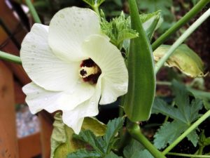 オクラの栄養とは？ネバネバ成分と効果。生と加熱では効能が変わる？